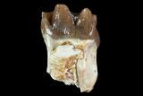 Oligocene Horse (Mesohippus) Tooth - South Dakota #73643-1